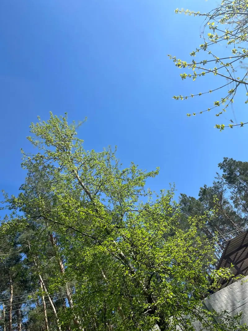 Природа навколо бази