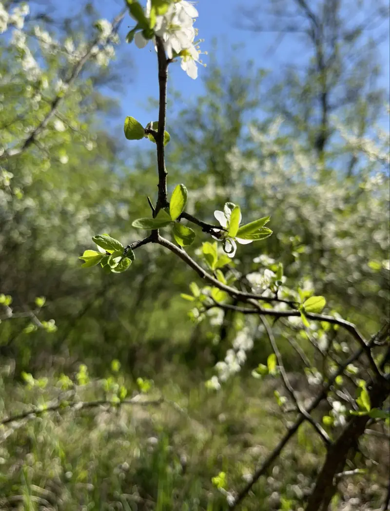 Природа навколо бази