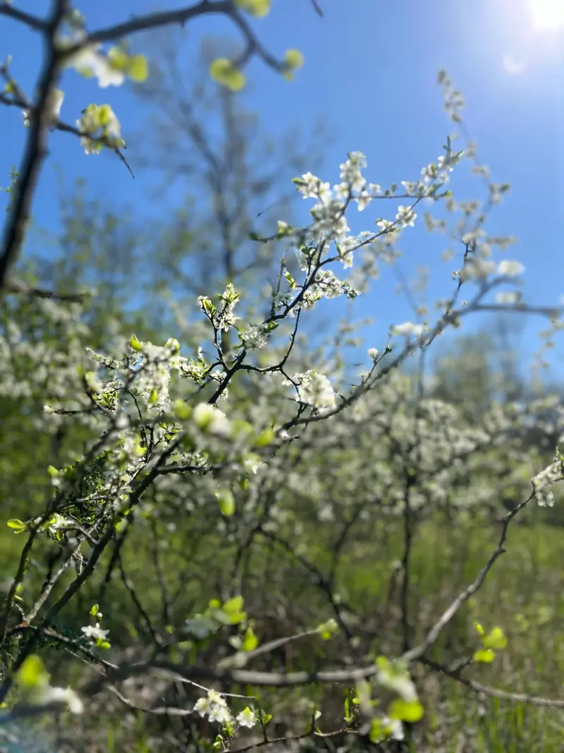 Природа навколо бази