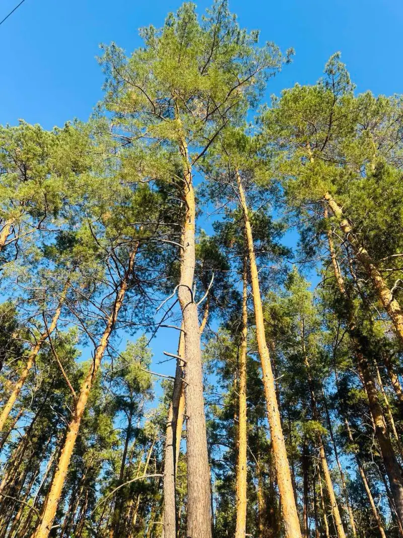 Територія бази відпочинку